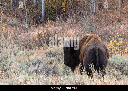 Bison im Sagebrush Wohnungen vom Grand Teton National Park Stockfoto