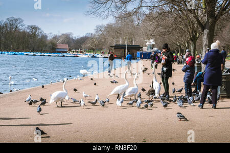 LONDON, UK, 21. März 2018: Neugierige Vögel warten gefüttert werden, am Ufer des Sees im Hyde Park. Stockfoto