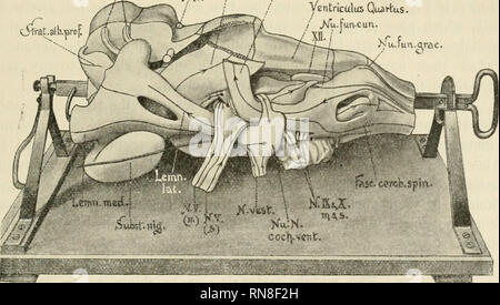 . Anatomischer Anzeiger. Anatomie, Vergleichende; Anatomie, Vergleichende. 283 Wie bereits gesagt wurde, das erste Modell ist eine Reihe von Abschnitten. Die zweite Abbildung zeigt die Oberfläche bilden auf der einen Seite, und die Strukturen gerade unter der Oberfläche auf der anderen. Es entspricht, I und II der Platten im Atlas. Das dritte Modell ist so konzipiert, dass der Motor zerebrale Kerne und Nerven auf der einen Seite und der sensorischen Auf der anderen als in Platten III und IV des Atlas zu zeigen. Sie bezieht sich der grauen Substanz des Kabels an, dass der Medulla. Die vierte zeigt die tieferen Strukturen, die die Stiftung als Rahmen, nämlich die m Stockfoto