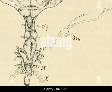 . Anatomischer Anzeiger. Anatomie, Vergleichende; Anatomie, Vergleichende. 60. In Scyllium stellare. - In dieser Form, die olfaktorischen Tassen und ol-Fabrik bulbi sehr groß sind, verglichen mit der Größe des Gehirns. Die Skizze (Abb. 23), /f?-^'" ^-^-^^ war aus dem Gehirn eines erwachsenen Muster 78 cm lang. Die neue Nervenzellen ist relativ einfach zu dis-Sekte Zentral, ist es mit dem Gehirn, auf der ventralen Fläche verbunden, etwas vor der Mitte zwischen optic Chiasma und dem vorderen Rand der prosencephalon. Die rautenförmige Ganglion (gn), liegen in der Nähe des Bulbus, ist leicht zu sehen Stockfoto