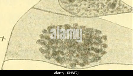 . Anatomischer Anzeiger. Anatomie, Vergleichende; Anatomie, Vergleichende. 477 mediatanicute ilictn "alle vescicole ottiche primitiv. Nelle durch Cellule laterali Il nucleo e alio Stato di Riposo; in quella mediana esso Mostra evidenza iuvece ad una struttura che preludia Al feiiomeno della cariocinesi. II corpo cellulare e tuttavia allungato e la cellula i) resenta aucora tutta la forma caratteristica delle altre Cellule epiteliali.. ------- Afc..tv.-., 5,^:^ Ri. Abb. 1.. Bitte beachten Sie, dass diese Bilder aus gescannten Seite Bilder, die digital für die Lesbarkeit erhöht worden sein können extrahiert werden - Färbung Stockfoto