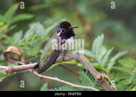 Männliche Costa Hummingbird's thront auf einem Zweig Stockfoto