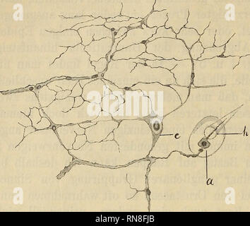 . Anatomischer Anzeiger. Anatomie, Vergleichende. 452 Abb. 2.. Abb. 3.. Bitte beachten Sie, dass diese Bilder sind von der gescannten Seite Bilder, die digital für die Lesbarkeit verbessert haben mögen - Färbung und Aussehen dieser Abbildungen können nicht perfekt dem Original ähneln. extrahiert. Anatomische Gesellschaft. Jena: G. Fischer Stockfoto