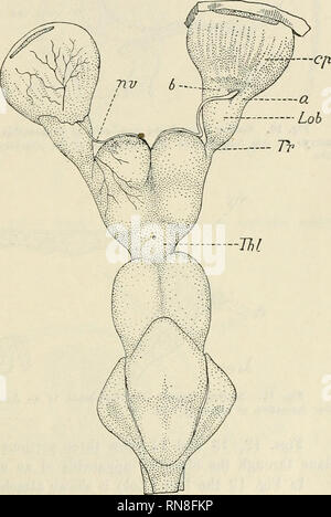 . Anatomischer Anzeiger. Anatomie, Vergleichende; Anatomie, Vergleichende. 283 x 90 cm in der Länge. In diesem Muster können wir die gleichen Teile wie in Abbn identifizieren. 7 und 8 und etwas Zusätzliches - der distalen Teil der Lappen ist jetzt in der Lampe (LOB) und seiner zentralen Teil in Tractus umgewandelt (Tr). Die Entwicklung der Tractus wird länger und schlank und mehr Nerv - wie im Aussehen, aber es sollte nie mit der olfaktorischen Nerv, die auf dem distalen Extremität des Lappens durchgeführt wurde verwechselt werden. Wie in den früheren Stadien, die olfaktorischen Nerv besteht im Wesentlichen aus zwei Abteilungen (a und h) bu Stockfoto