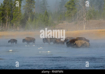 Buffalo (Bison) Wattiefe Firehole Fluss, da der Dampf steigt in den frühen Morgenstunden Stockfoto