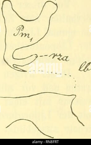 . Anatomischer Anzeiger. Anatomie, Vergleichende; Anatomie, Vergleichende. 403. Abb. 1. Keim halte ich der permanenten Gebiss zugehörig, 5/6 sterben Epithelleiste mir der lactealen Zahnreihe anzugehören scheint. Ich werde indes nicht mit Bestimmtheit this Ansicht 14.03.12, da ich mein Material noch nicht gut genug für die Endgiltige Lösung der Frage halte. "- -, Labiale Fortsätze von Pm i, wie Sie Adloff laut Abb. 1 gesehen hat, sind bei meinen Em bryonen nicht ausgebildet gewesen. Wenden wir uns nun den Milchzähnen zu und verfolgen wir ihre Entwickelung. Die Schneidezähne zeigen Stockfoto