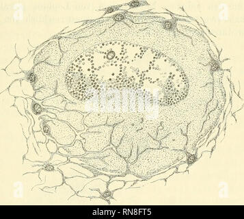 . Anatomischer Anzeiger. Anatomie, Vergleichende; Anatomie, Vergleichende. 291 Logen, der noch keine eigene Erfahrung über die von mir entdeckten morphologischen Verhältnisse hat, schnell sogleich klar liegen müssen. Am vorteilhaftesten scheint es mir, this Ganglien in pikrin - saurem Sublimat (1 + 1 - j - 2 Wasser) zu fixiren und danach sterben ange-fertigten Schnitte mit Eisenalaunhämatoxylin-Säurefuchsin-Orange zu färben. Bei der Nachfärbung mit Säurefuchsin-Orange habe ich immer die knappe Vorschrift befolgt (1 g Säurefuchsin, 6g Orange in 60 ccm Alkohol und 240 ccm Wasser). Färbung ungefähr 5 Minuten. D Stockfoto