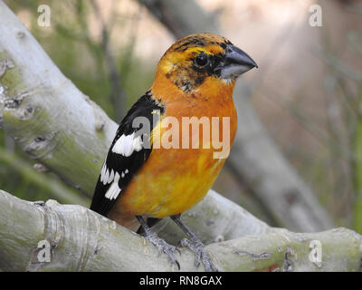 Porträt einer Black-Headed Grosbeak thront auf einem Kongruenz der große Niederlassungen Stockfoto