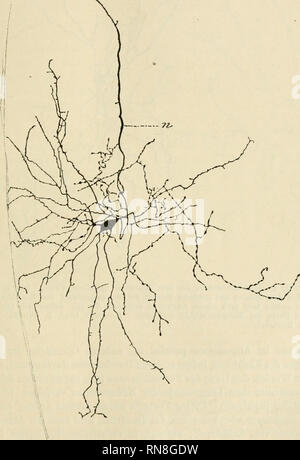 . Anatomischer Anzeiger. Anatomie, Vergleichende; Anatomie, Vergleichende. 639 mit horizontal verlaufendem Neurit und2) in Zellen mit einem Neu-Rit, der kahle in mehrere Endzweige zerfällt. Beide Arten von Zellen sind solche mit kurzem Axncylinderfortsatz. 1) sterben Zellen der ersten Kunst zeichnen sich, wie gesagt, durch den charakteristischen Bande ihres Neurits und außerdem durch zahlr andere Eigentümlichkeiten ihres Nervenzellenfortsatzes aus. Letzterer verläuft. Abb. 3. Eine Nervenzelle aus dem äußeren Dritteil der Molecularschicbt des Klein-Hirns desselben Tieres. Der horizontal verlaufende Neur Stockfoto