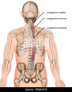 Longissimus muscle 3 d medical Vector Illustration auf weißem Hintergrund Stock Vektor