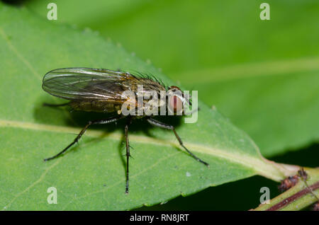 Anthomyiidae root-maggot Fliegen, Familie Stockfoto