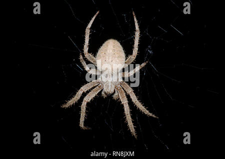 Orb Weaver, Neoscona sp beschmutzt. Stockfoto