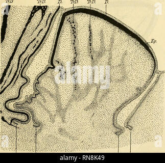 . Anatomischer Anzeiger. Anatomie, Vergleichende; Anatomie, Vergleichende. 59 Von vornherein konnte man eine zwei Möglichkeiten denken. Es Krieg einerseits denkbar, dass Sterben Epithelscheide in ähnlicher Weise wie bei der Bildung mehrwurzeliger Säugetiermahlzähne sterben bindegewebige Papille nach unten abschließt, mit Ausnahme der Eintrittsstellen von Blutgefäßen und Nerven. Entlang diesen Gefäß- und Nervenstämmen wächst die bisher einheitliche Epithelscheide in Gestalt von mehreren engeren Epithelröhren weiter und somit giebt bei Säugetieren Anlaß zur Bildung mehrerer Wurzeln. Denkt man sich Nonne this Secu Stockfoto