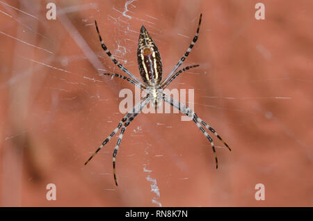 Gebänderte Argiope, Argiope trifasciata Stockfoto