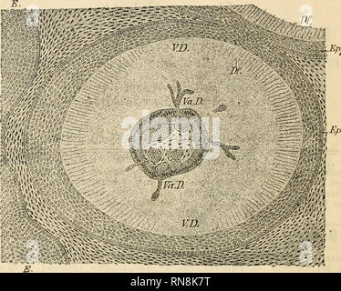 . Anatomischer Anzeiger. Anatomie, Vergleichende; Anatomie, Vergleichende. 34. Abb. 4. Gadus Äglefinus (Schellfisch). Unterkieferzähne einesjuDgen Tieres im Querschnitte durch den basalen Stück. E Kieferepithel. Ep Epithelscheide. Ep^ Epithelscheide des nur teilweise dargestellten Nachbarzahnes. Df Zahnbeinröhrchen. Z&gt;/, Zahnbeinröhrchen des Nachbarzahnes. VD Vitrodentin. Va D Vasodentin. Vergröße-rung 128. sterben Peripherie des Zahnbeins eine kurze Strecke weit von zahnbein - kanälchen (BF) durchsetzt ist. Infolge des Umstandes, daß Sterben Odonto-blasten your Dentinausläufer verloren haben", höre Stockfoto