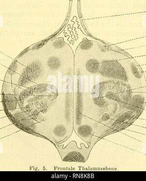 . Anatomischer Anzeiger. Anatomie, Vergleichende; Anatomie, Vergleichende. 255 dorsale. Dort Balatonfüred, ziemlich in Thunfischwadenfänger dorsalen Verlängerung, ein dünner, langgestreckter Kern, der 3) Kern des sagittalen Bündels Edinger (Abb. 5). In diesen tritt das erwähnte Bündel aus der Hirnscheidewand ein. Der größte unter den lateralen Kernen ist der 4) Nucleus lateralis - Kern der Decussatio in-ferior Münzer - Wiener. Er Balatonfüred den frontalen Thalamusab-Schnitten und erreicht, dicht unter dem epithalamus auf weite Strecken den Außenrand. Ihm entfliessen an der Innenseite befinden sich zahlreiche Fasern, sterben alle, sterben F Stockfoto