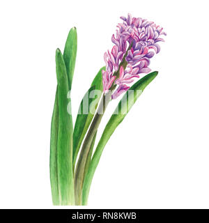 Botanische aquarell Abbildung: hyazinthe auf weißem Hintergrund. Könnte für Web Design, polygraphie oder textile Blumen verwendet werden. Stockfoto