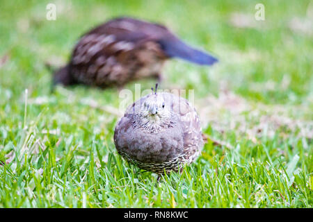 Kalifornien Wachtel - Callipepla californica Mann in das grüne Gras in Neuseeland. Dieser Vogel Ursprünglich lebten in Nordamerika, wurde introducated nach Australien Stockfoto