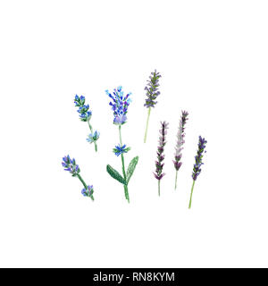 Lavendelblüten in einem Aquarell und Bleistift Zeichnung Stil isoliert, Aquarell botanischer Illustration auf Weiß Stockfoto