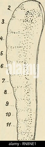 . Anatomischer Anzeiger. Anatomie, Vergleichende; Anatomie, Vergleichende. Abb. 11. Abb. 11. Dorsal Abb. 12. Abb. 13. 231/9 Stunden alt. Blick auf ein Küken Embryo mit 4 Somiten, 1, 2, 3 usw. neuronale Segmente. ^27 Durchmesser. Abb. 12. Vorderer Teil der Neuralrinne des gleichen Embryo als durch Abb. dargestellt. 11. Richtige Profil ansehen, c anterioren Grenze von Mid-brain; 1, 2, 3 etc. neuronale Segmenten. yC^50 Durchmesser. Abb. 13. Linke Hälfte des anterioren Teil der geteilten Neuralrinne eines Chick embryo mit 3 Somiten, 23 Stunden alt. Innere Oberfläche ausgesetzt zu sehen. 1, 2, 3 etc. neuronale Segmente. ^ 50 Dia Stockfoto