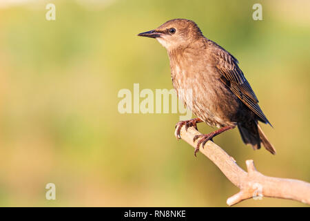 Feder Starling sitzt auf einem Ast Stockfoto