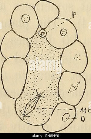 . Anatomischer Anzeiger. Anatomie, Vergleichende. Abb. 7. Abb. 8. Abb. 9.. Bitte beachten Sie, dass diese Bilder sind von der gescannten Seite Bilder, die digital für die Lesbarkeit verbessert haben mögen - Färbung und Aussehen dieser Abbildungen können nicht perfekt dem Original ähneln. extrahiert. Anatomische Gesellschaft. Jena: G. Fischer Stockfoto