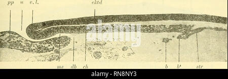 . Anatomischer Anzeiger. Anatomie, Vergleichende; Anatomie, Vergleichende. 255 etwa sterben Dicke der Ektodermplatte. Vom Entoderm ist der Primitivplatte überhaupt nichts mehr zu sehen. In der Darmhöhle, wie wir sterben durchgebrochene Höhle jetzt bezeichnen können, liegen ganz vereinzelte Dotterelemente.. Abb. 10. Vollendeter Durchbruch. Längsschnitt, pp Primitivplatte, u Urmund. V. l. vordere Lippe, ektd Ektoderm. ms Rest vom Lumen des Mesodermsäckchens. db Durchbruchstelle, ch Chordaanlage, b, b' Reste vom Boden des Strangrest Mesodermsäckchens. str. Ein Schnitt, der parallel zum vorigen mehr seitlic Stockfoto
