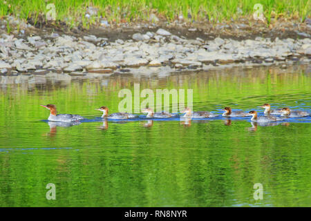 Weiblich Red-breasted Merganser (Mergus serrator) mit Küken im Yellowstone Nationalpark, Wyoming Stockfoto