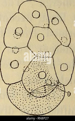 . Anatomischer Anzeiger. Anatomie, Vergleichende. Abb. 7. Abb. 8. Abb. 9.. Bitte beachten Sie, dass diese Bilder sind von der gescannten Seite Bilder, die digital für die Lesbarkeit verbessert haben mögen - Färbung und Aussehen dieser Abbildungen können nicht perfekt dem Original ähneln. extrahiert. Anatomische Gesellschaft. Jena: G. Fischer Stockfoto