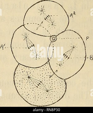 . Anatomischer Anzeiger. Anatomie, Vergleichende. Abb. 4. Abb. 5. Abb. 6.. Bitte beachten Sie, dass diese Bilder sind von der gescannten Seite Bilder, die digital für die Lesbarkeit verbessert haben mögen - Färbung und Aussehen dieser Abbildungen können nicht perfekt dem Original ähneln. extrahiert. Anatomische Gesellschaft. Jena: G. Fischer Stockfoto
