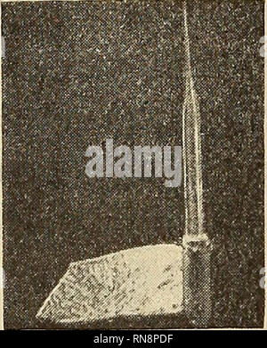 . Anatomischer Anzeiger. Anatomie, Vergleichende. Abb. 2. Abb. 1.. Abb. 4.. Bitte beachten Sie, dass diese Bilder sind von der gescannten Seite Bilder, die digital für die Lesbarkeit verbessert haben mögen - Färbung und Aussehen dieser Abbildungen können nicht perfekt dem Original ähneln. extrahiert. Anatomische Gesellschaft. Jena: G. Fischer Stockfoto