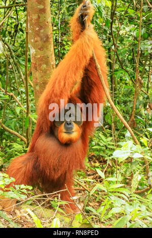 Männliche Sumatra Orang-Utans (Pongo abelii) auf dem Boden im Gunung Leuser Nationalpark, Sumatra, Indonesien. Sumatra Orang-Utans ist endemisch auf der Stockfoto