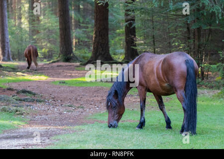 Braun New Forest Ponys Grasen auf grünem Gras im Wald Stockfoto