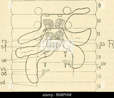 . Anatomischer Anzeiger. Anatomie, Vergleichende; Anatomie, Vergleichende. 124 Vitb Ausnahme dieser ungewöhnlich und supernumer-ary Poren auf der linken Seite die externe Beziehung der Somiten völlig normal ist. Es gab keine Anzeichen von Split somiten oder einer Spirale Metamerie in jedem Teil des Körpers. 2. Männliche Geschlechtsorgane. Hoden. Die beiden Paare der Hoden normal auf die Arten sind in ihrer üblichen Positionen in somiten 10 und 11 gefunden. In mikroskopische Erscheinungsbild sie sind völlig normal. Neben diesen gibt es eine supernumer-ary Paar Hoden in somiten 12 (fo). Diese sind angefügt Stockfoto