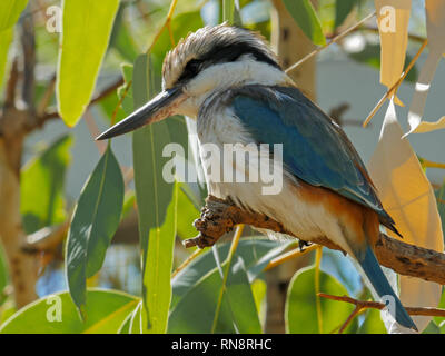 Nahaufnahme eines Kookaburra in einem Gummi Baum gehockt Stockfoto