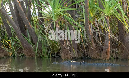 Schwimmbad mit Salzwasser Krokodil im corroboree Billabong in der Nähe von kakadu Stockfoto