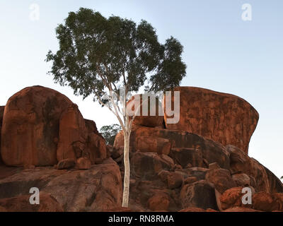 Am Abend in der Nähe eines Ghost gum und Murmeln der Teufel im Northern Territory bei Sonnenuntergang Stockfoto