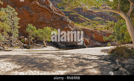 Ein langer Schuß von Ghost Gummis an lurline Schlucht wachsen Stockfoto