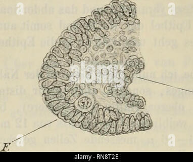 . Anatomischer Anzeiger. Anatomie, Vergleichende; Anatomie, Vergleichende. 498 Bei einem weiblichen Embryo von 20 mm Länge fand ich eben-falls und zwar eine derselben Stelle, zwischen den Cylinderzellen der Epithelverdickung, rundliche, den oben beschriebenen ganz ähnliche Zellen; nur dieselben erreichten nicht die eben genannte Größe jahrforschung sie nur 9 - 10 fi Maßen (die Kerne 5 - 6/O und auch den jüngsten Primordialeiern desselben Embryo am nächsten kamen.. ff: 'Ein Bild. 2. Aus dem proximalen Teil des VVoLFF'schen Körpers desselben Embryo. E Epithelverdickung ein d. Aussen-Seite der Urniere mit darin liegen Stockfoto