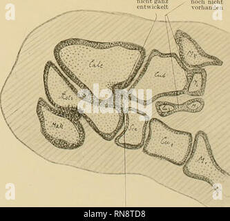 . Anatomische Hefte. Blaateui uocli undiflerenziert, il:. RandBchicht noch nk'ht abzugrenzen Abb. 19. Ickelt^^ vorhanden. T des NuMculuio Randbchicl ul eiall auLli" egtn Culc ilitoßfLn/t Bio schraffiurton Linien Leuten dai oisrhKdi. n iiitHiLkoIte / "Istl nccHcbe b Iig 20 Ich J. F. Berg """!!!!!!! Ie Vi.. Bitte beachten Sie, dass diese Bilder sind von der gescannten Seite Bilder, die digital für die Lesbarkeit verbessert haben mögen - Färbung und Aussehen dieser Abbildungen können nicht perfekt dem Original ähneln. extrahiert. München [etc. ] J. F. Bergmann Stockfoto