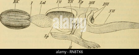 . Anatomischer Anzeiger. Anatomie, Vergleichende; Anatomie, Vergleichende. 312 zeigt jeder der etwa bohnenförmig gebildeten Körper eine Art von Längsspalte (Sp), sterben von Ihr Browser kann leider keine eingebetteten Frames anzeigen Ihr klappenartig von der Hirn-masse überlagert, den Nachleuchtend macht, als öffne sich hier der Ventriculus lateralis frei in der Schädellumen hinaus. / Reinpräparieren of this Stelle sieht man sterben im Hirustock ver- laufenden Fasermassen fächerartig ausstrahlen und sich in der Mark-substauz der obengenannten Gebilde einsenken (Abb. 3).. Abb. 3. Seitliche Ansicht des Grehirns in dreifacher Vergröfserung (junges Tier) mit rein präp Stockfoto