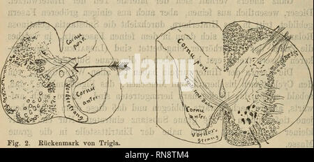 . Anatomischer Anzeiger. Anatomie, Vergleichende; Anatomie, Vergleichende. 124 wärts. Eine Auflösung der in die graue Substanz tauchenden Wurzel-Anteile zu einem Netz ist nicht sichtbar, man sieht (mit der thiel-schen Färbung) sterben Markscheide am Rande der Substantia gelatinosa dorsalen und ventralen aufhören aus dem Rande jene Kreuzungs-Fasern sich entwickeln. Starke Vergrößerungen machen es wahrschein-lich, daß doch dort ein Netz oder etwas Ähnliches existiert, doch muß dasselbe aus orig. marklosen Nervenfasern zusammengesetzt sein. Man sieht bei diesen :: Nonne, als Beispiel Versandkostentabelle Unsere Ich-Höhle Stockfoto