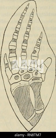 . Anatomischer Anzeiger. Anatomie, Vergleichende; Anatomie, Vergleichende. Abb. 3. Die Hand des Embryos eines Tursiops aus dem Indischen Ozean (Hamburger Museum). Abb. 4. Phocaena communis, Embryo (^/^ Nat. Größe). Es Beispiele sich daran sterben von mir bereits publizierten Fälle von Beluga leucas anschließen ^). 1) KüKENTHAL, Über die Hand der Cetaceen. Anatom. Anzeiger, III. Jahrgang, 1888, S. 639 und 913.. Bitte beachten Sie, dass diese Bilder aus gescannten Seite Bilder, die digital für die Lesbarkeit verbessert haben mögen - Färbung und Aussehen dieser Abbildungen können nicht Perfekt th ähneln extrahiert werden Stockfoto