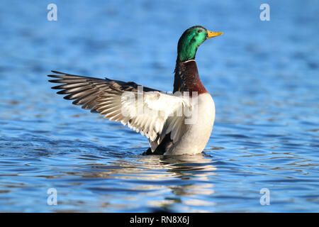 Ein drake Stockente Anas platyrhynchos Flattern seine Flügel auf einem blauen See Stockfoto