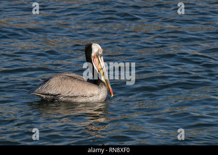 Braune Pelikan schwimmen Stockfoto