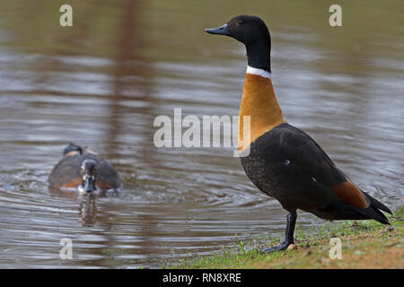 Männliche australische Brandgänse tadorna tadornoides in voller Länge Porträt in Wasser weiblich in Wasser Avon Valley western Australia Australien Stockfoto