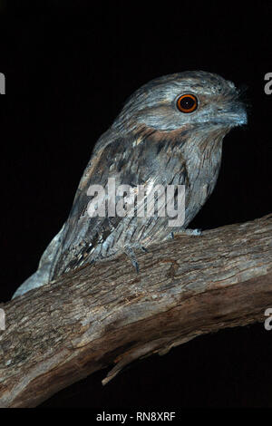 Tawny frogmouth podargus strigoides sitzen auf Ast bei Nacht mit dunklem Hintergrund Avon Valley western Australia Australien Stockfoto