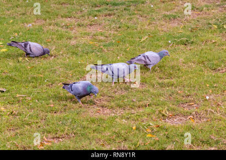Gruppe von Tauben wandern Essen auf der grünen Wiese, saubere Masse Stockfoto