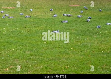 Gruppe von Tauben wandern Essen auf der grünen Wiese, saubere Masse Stockfoto