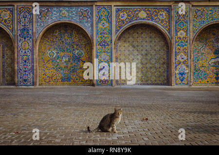 Katze beim Golestan Palast in Teheran Stockfoto